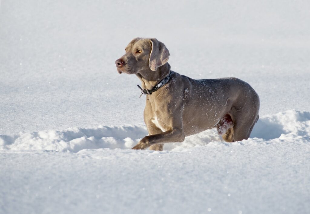 Weimaraner playing in cold snow