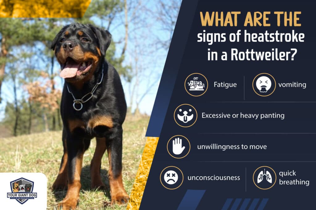 What are the Signs of Heatstroke in a Rottweiler