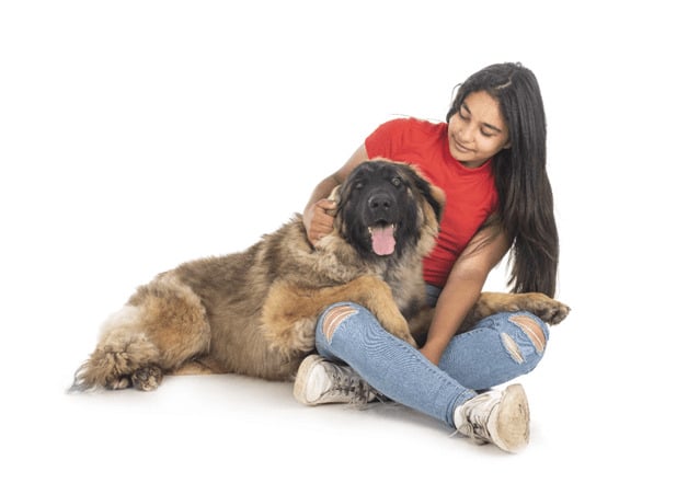 Leonberger and a girl