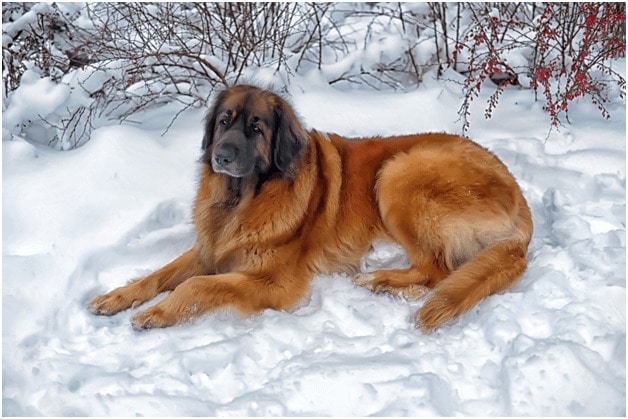 Leonberger sitting on snow