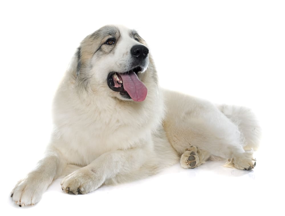 When do Great Pyrenees Go into Heat