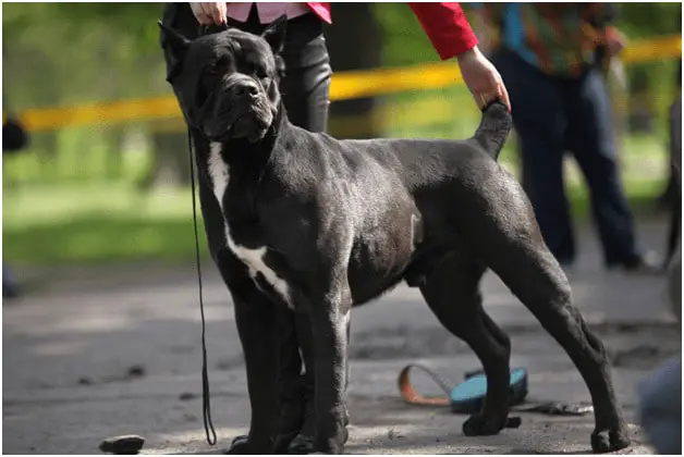 Cane Corso standing up straight