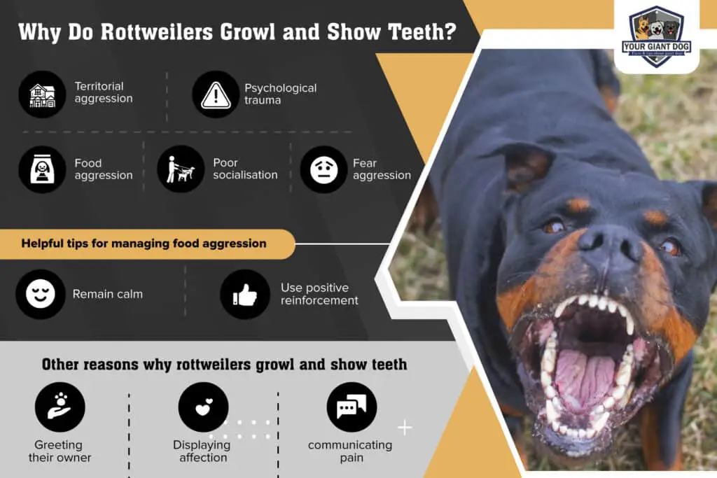 Why Do Rottweilers Growl and Show Teeth Infographic