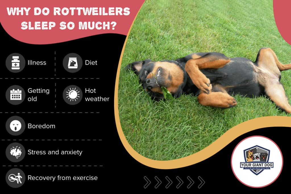 Why do Rottweilers Sleep So Much