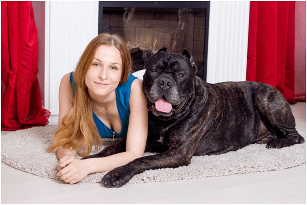 Cane Corso leaning with her owner