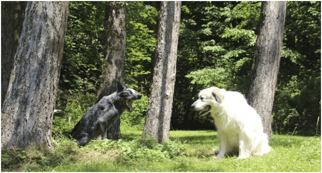 Great Pyrenees howling