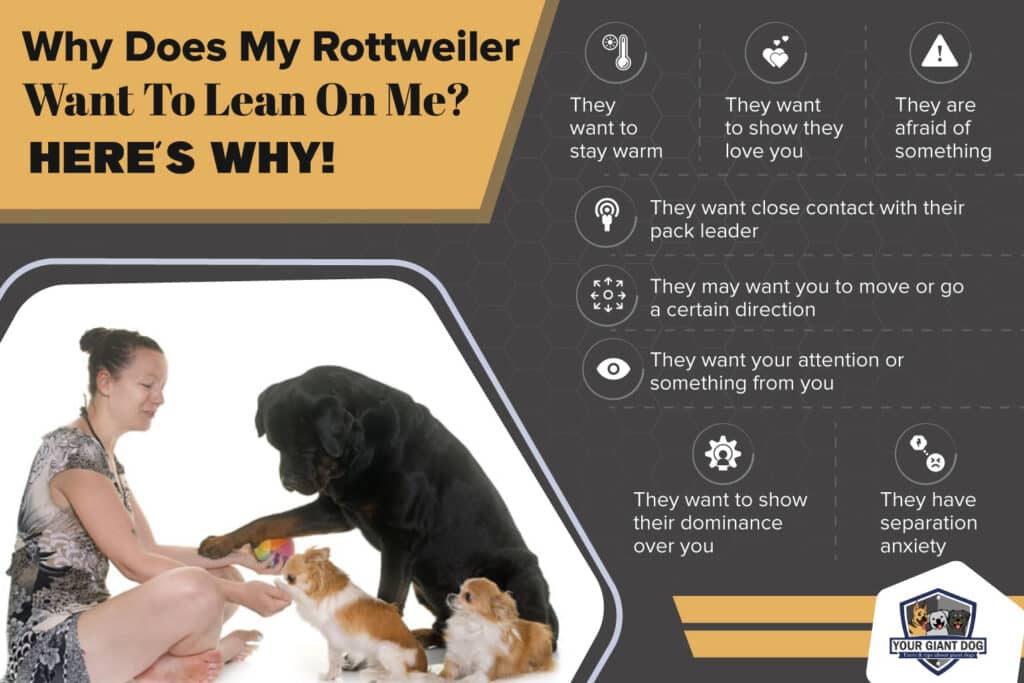 Why Does My Rottweiler Want to Lean on Me Infographic