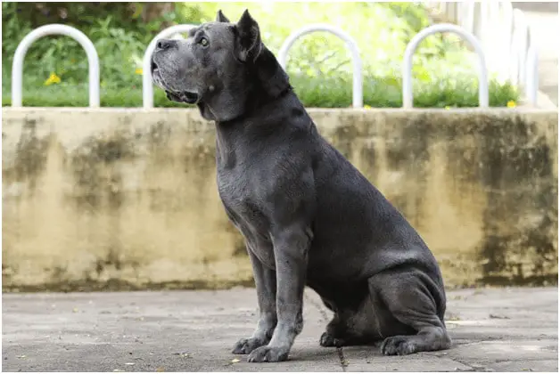Cane Corso sitting and staring