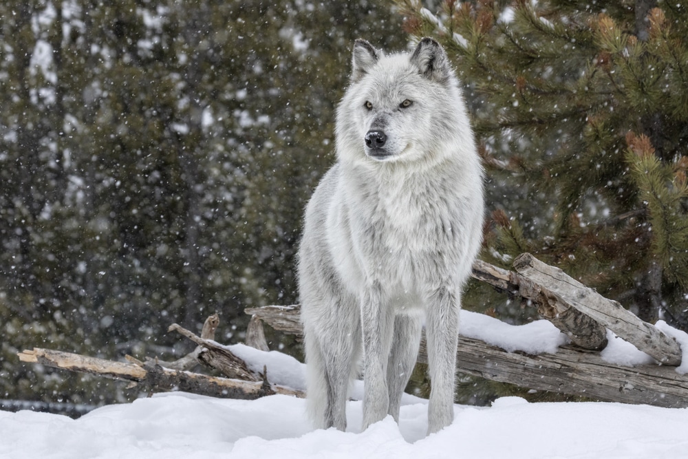 Wolf in cold weather
