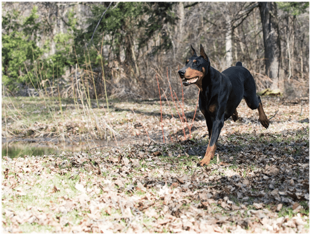 A Doberman getting exercise