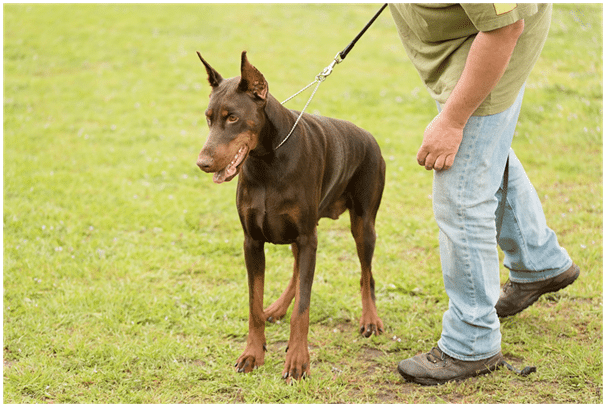 A Doberman with his owner standing in a park