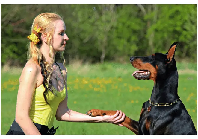 A girl handshaking with her Doberman