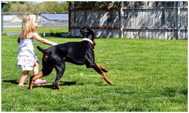 A young  girl playing with a running Doberman dog on a grass field