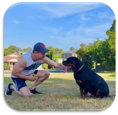 Rottweiler with owner