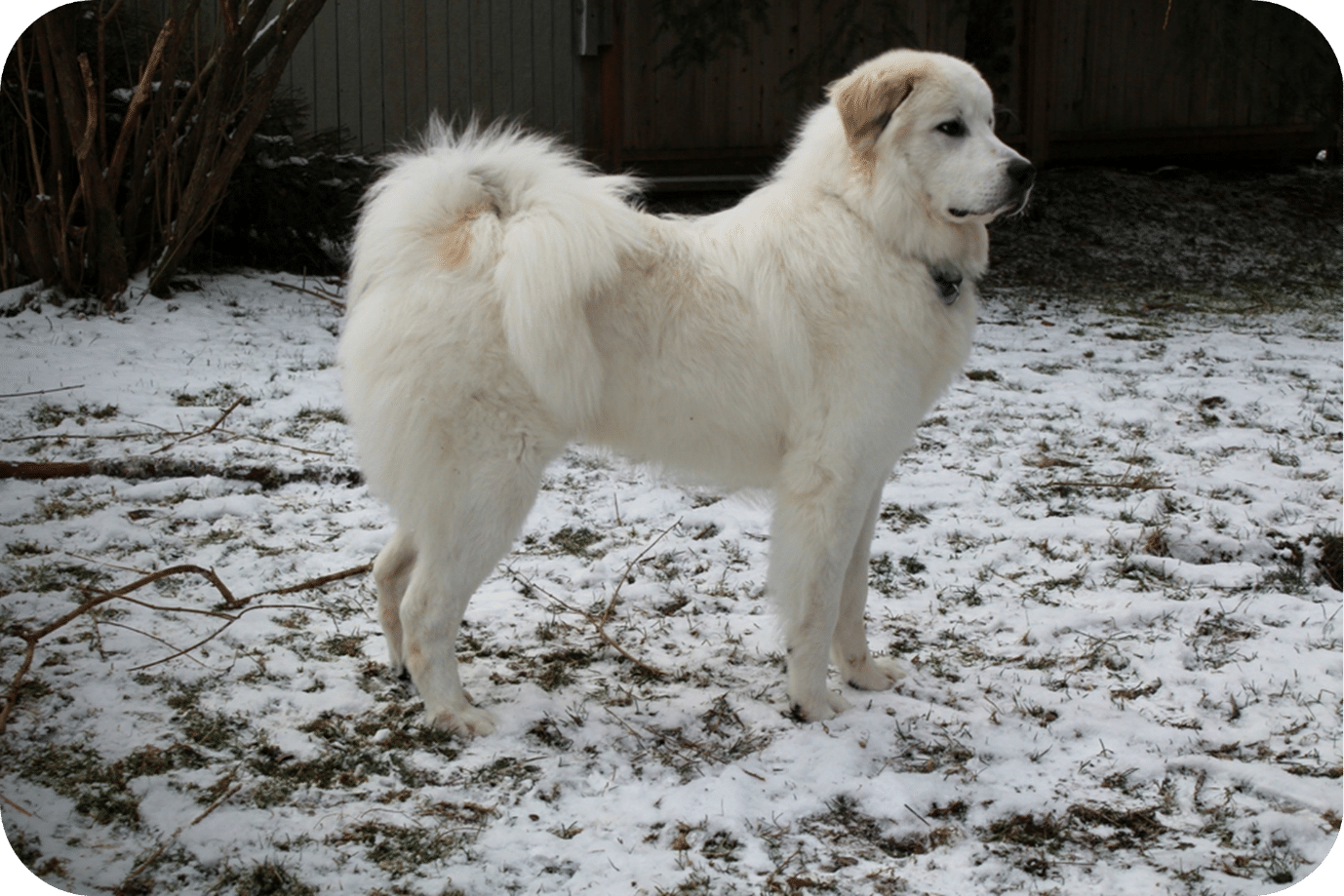 Are Great Pyrenees Good for First-Time Dog Owners