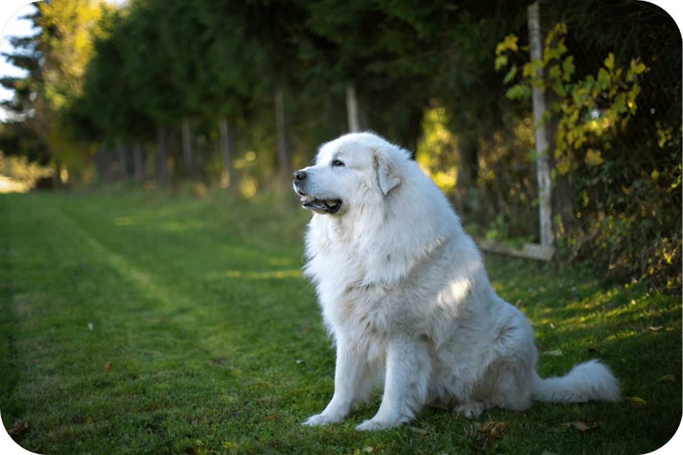 Are Great Pyrenees Nocturnal