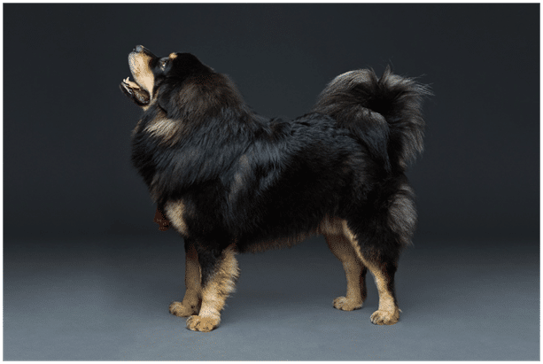 Barking Tibetan Mastiffs dog