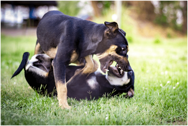 Beauceron playing with dog