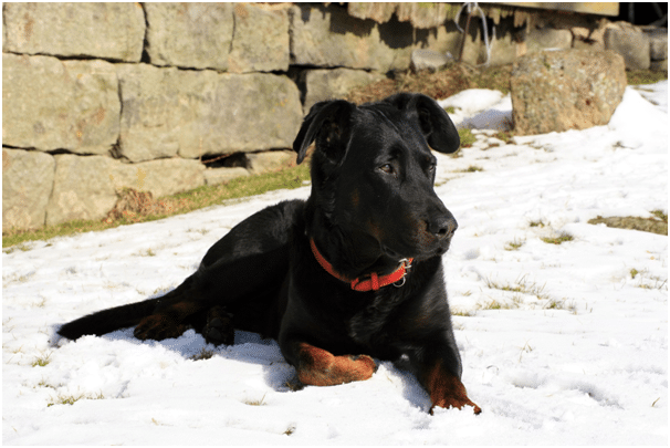 Beauceron sitting in snow