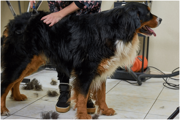 Bernese Mountain dog being groomed