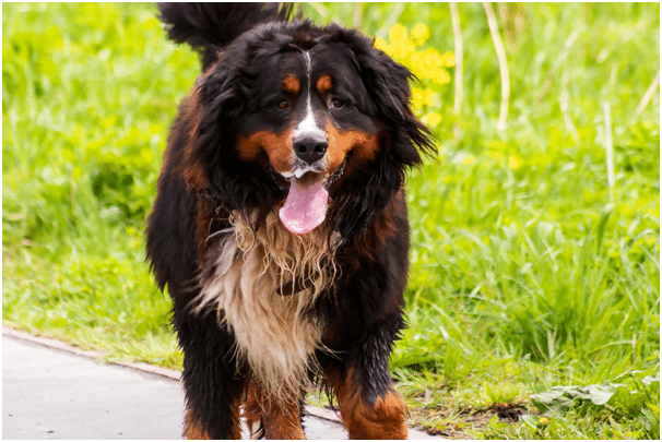 Bernese mountain dog drooling