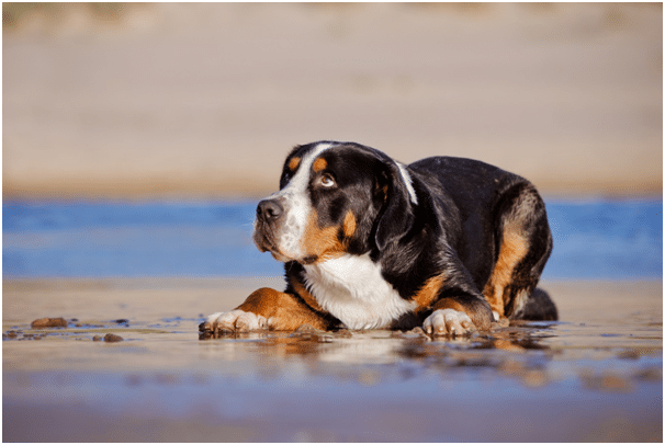 Dog sitting at beach