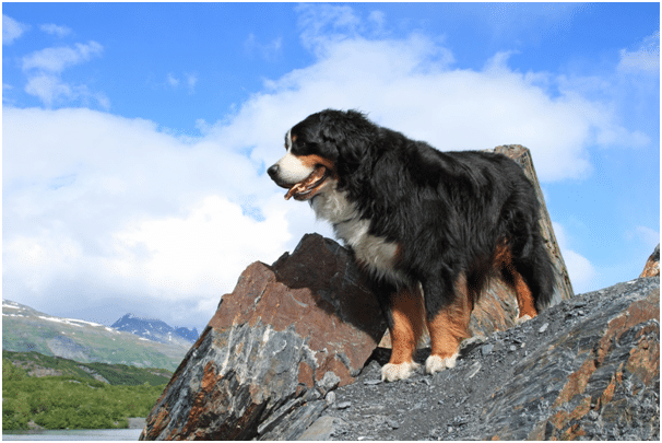 Bernese Mountain Dog on guard