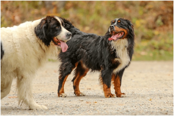 Bernese Mountain dog with another dog