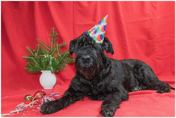 Black Giant Schnauzer puppy wearing party hat