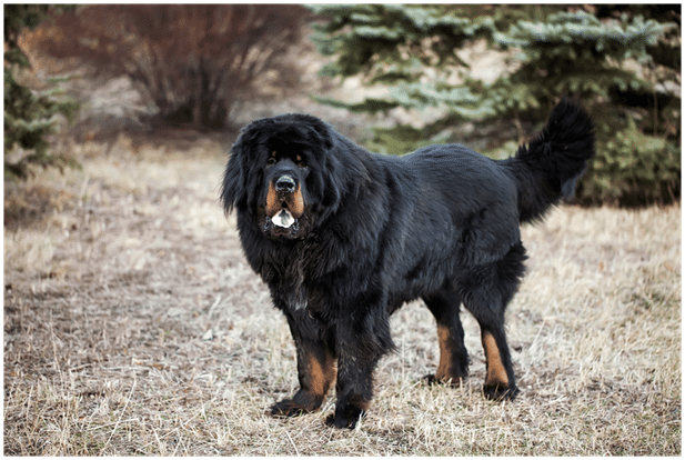 Black Tibetan Mastiff