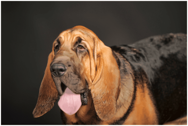 Bloodhound Dog looking ahead