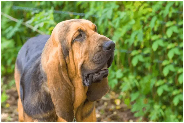 Are Bloodhounds good with cats