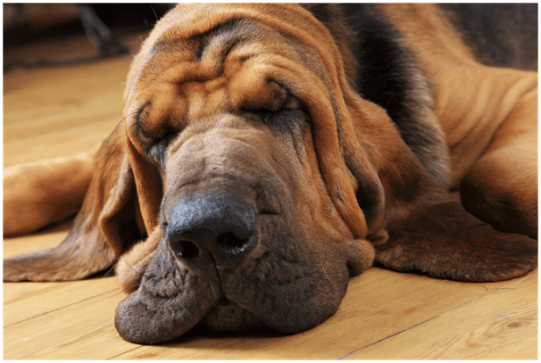 Bloodhound Dog on floor
