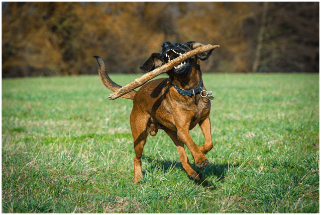 Bloodhound Dog playing with a wood stick