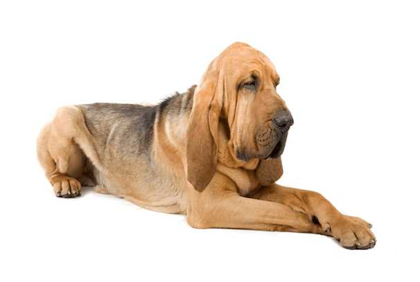 Bloodhound dog relaxing on floor