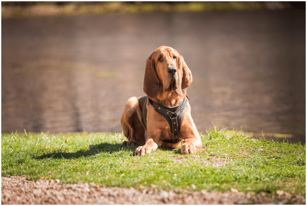 Bloodhound dog sitting near water