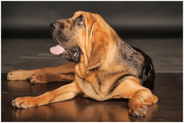 Bloodhound Dog sitting on floor looking up