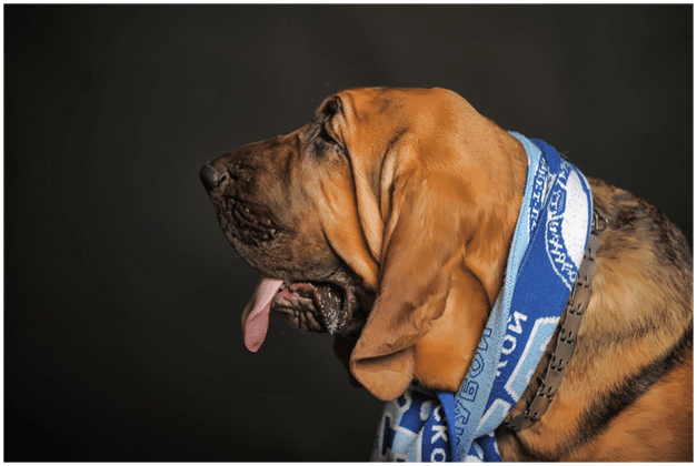 Bloodhound dog wearing a scarf