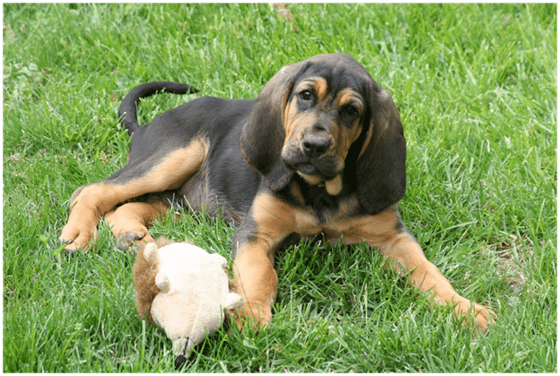 Bloodhound with toy