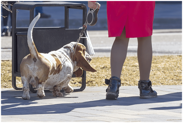 Bloodhound puppy on leash with owner