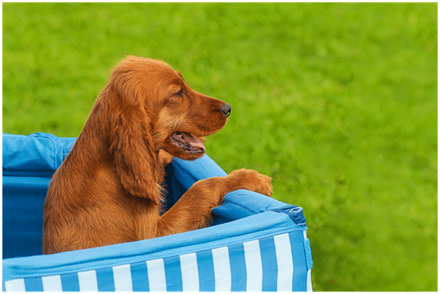 Bloodhound puppy sitting in crate
