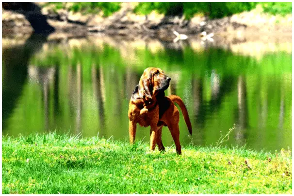 Bloodhound Puppy standing near lake