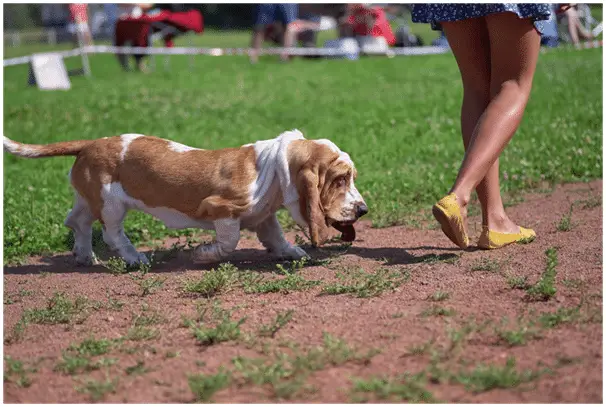 Bloodhound Puppy walking behind a girl