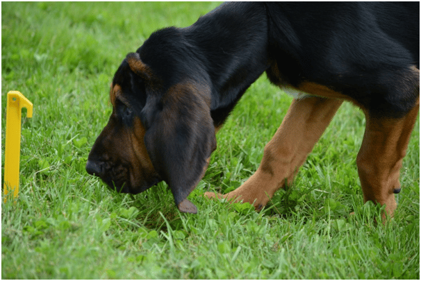 Bloodhound sniffing