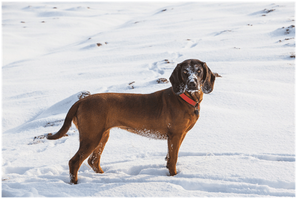 Bloodhound standing in cold weather