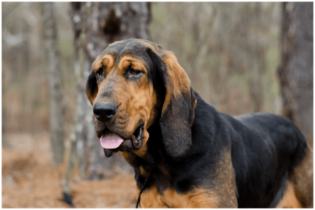 Bloodhound standing in forest