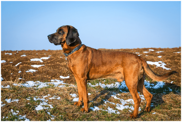 Bloodhound standing in show covered field