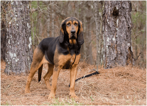 Bloodhound standing tall