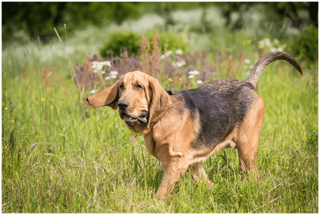 Bloodhound  walking through field
