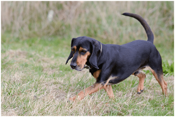 Bloodhound walking through field